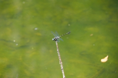 Ictinogomphus decoratus