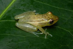 Ngezi Reed Frog photo 2