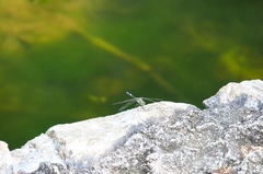 Ictinogomphus decoratus