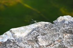 Ictinogomphus decoratus