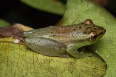 Ngezi Reed Frog photo 3