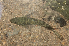 Commerson's Freshwater Goby photo 2