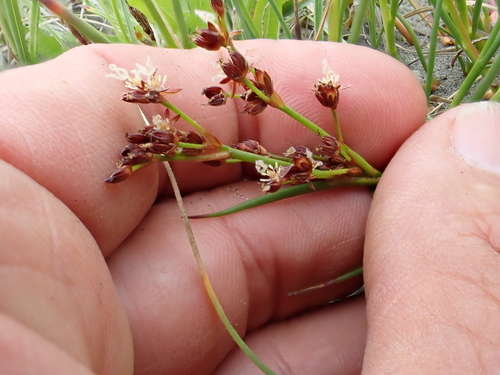 Jointed rush (Juncus articulatus)
