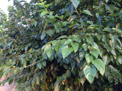 Angiospermae