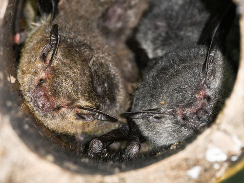 thick-thumbed myotis (Myotis rosseti) — Least Concern Mammalia