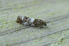 Notocelia rosaecolana