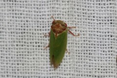 Iassus lanio