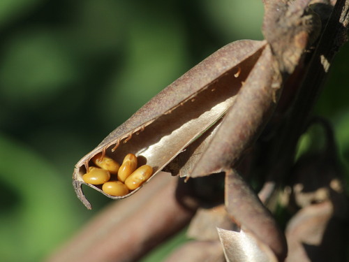 Rattleweed