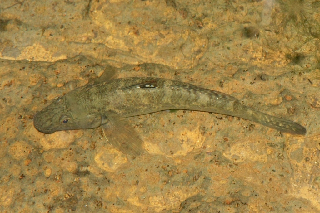 Commerson's Freshwater Goby