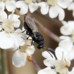 Eurytominae