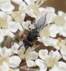 Eurytominae