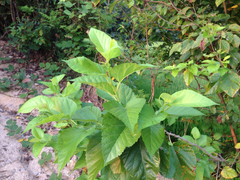 Angiospermae