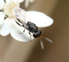 Eurytominae