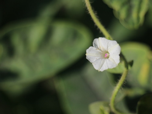 Ipomoea biflora iNat (1)