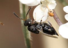 Eurytominae