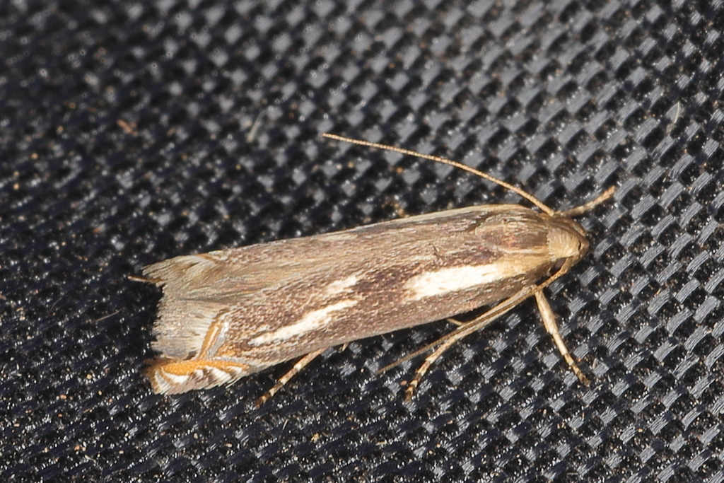 Polyhymno pausimacha