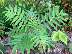 Angiospermae
