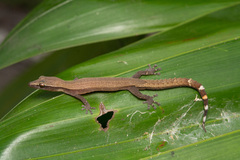 Pemba Island Clawless Gecko photo 2