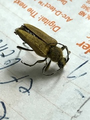 Lepturobosca chrysocoma