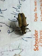 Lepturobosca chrysocoma