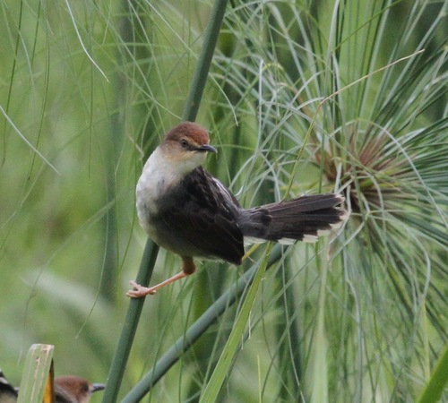 iNaturalist image