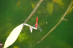 Crocothemis servilia