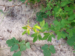 Angiospermae