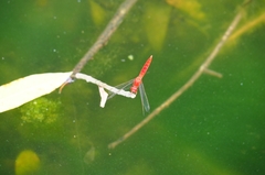 Crocothemis servilia
