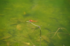 Crocothemis servilia
