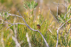 Stipiturus malachurus