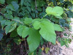 Angiospermae