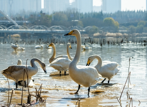 Whooper Swan