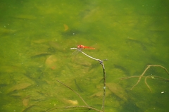 Crocothemis servilia