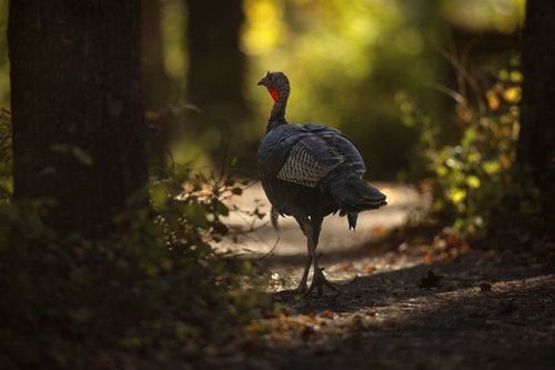 Wild Turkey photographed in Virginia