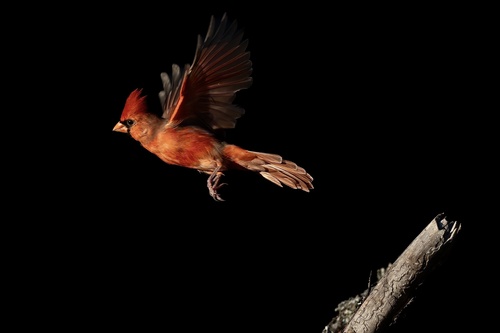 Northern Cardinal photographed in Virginia