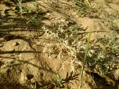 Ceratocarpus arenarius