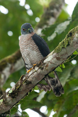 Double-Toothed Kite photo 4
