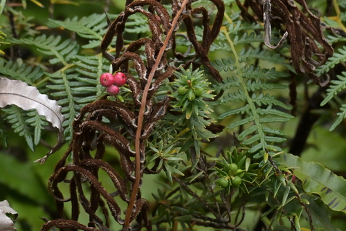 Leptecophylla robusta, photograph 6