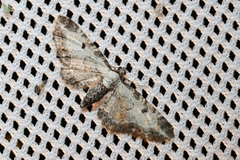 Eupithecia succenturiata