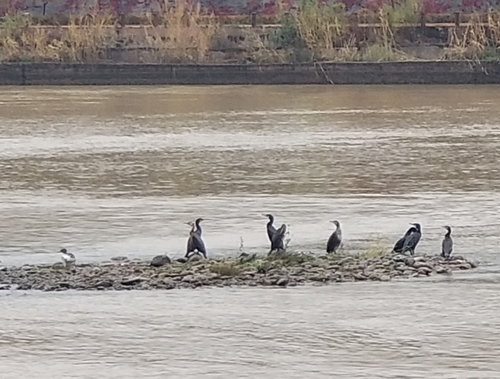 Great Cormorant