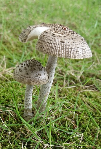 Amanita