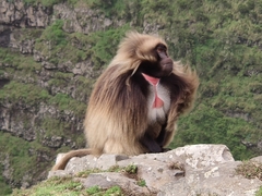 Theropithecus gelada