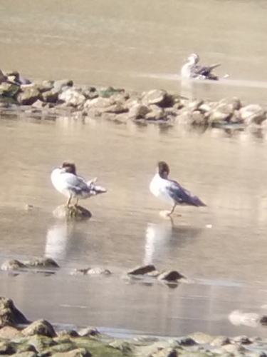 Common Merganser