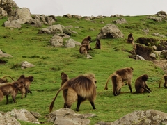 Theropithecus gelada