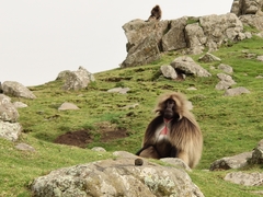 Theropithecus gelada