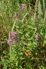 Lythrum virgatum