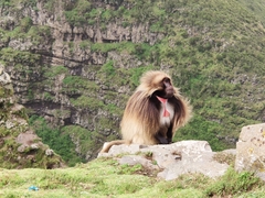 Theropithecus gelada