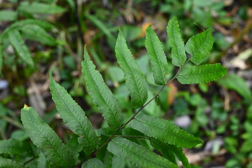Diplaziopsis cavaleriana iNat (3)
