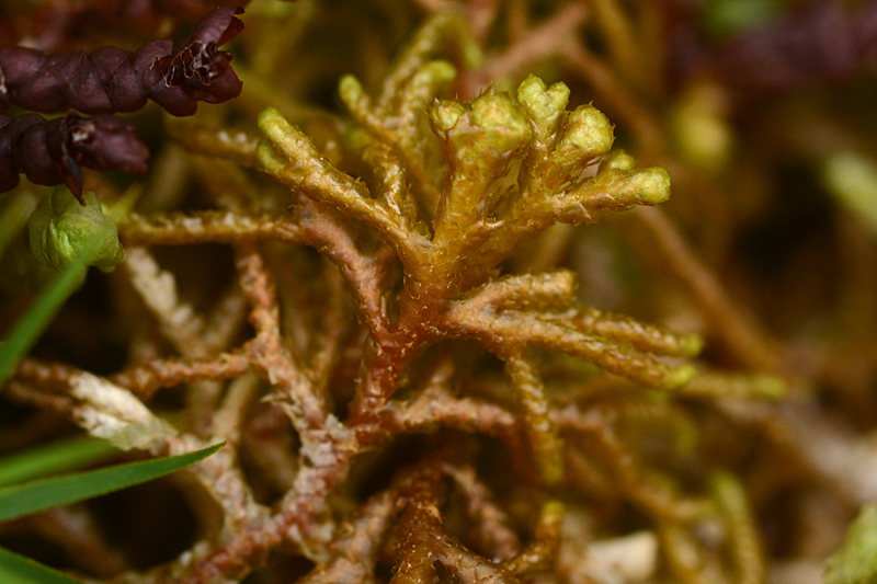 Mastigophora