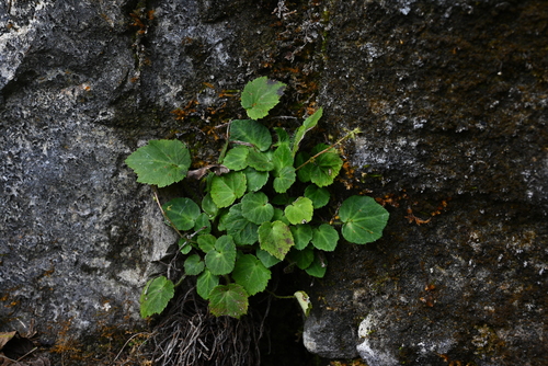 Tanakaea radicans iNat (1)